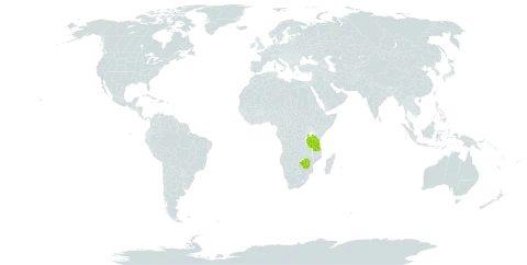 Agelanthus fuellebornii world distribution map, present in Malawi, Tanzania, United Republic of, and Zimbabwe