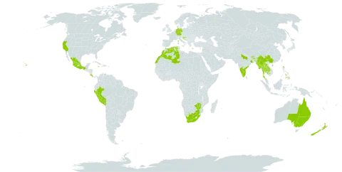 Ageratina adenophora world distribution map, present in Australia, Bhutan, China, Cabo Verde, Costa Rica, Germany, Algeria, Spain, France, Gibraltar, Greece, Croatia, India, Jamaica, Cambodia, Lao People's Democratic Republic, Lebanon, Morocco, Mexico, Myanmar, Nepal, New Zealand, Peru, Philippines, Portugal, Thailand, United States of America, South Africa, and Zimbabwe