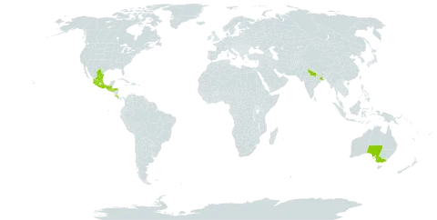 Ageratina ligustrina world distribution map, present in Australia, Costa Rica, Guatemala, Honduras, India, Mexico, and El Salvador