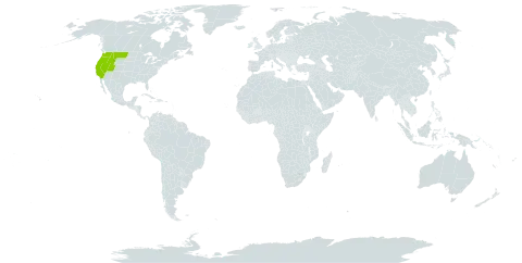 Ageratina occidentalis world distribution map, present in United States of America