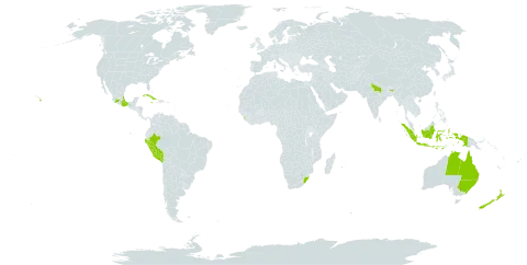 Ageratina riparia world distribution map, present in Australia, Bermuda, Cuba, Spain, Indonesia, India, Jamaica, Sri Lanka, Mexico, Mauritius, New Zealand, Peru, Portugal, Réunion, United States of America, and South Africa