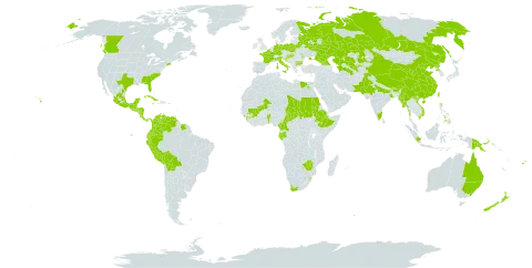 Ageratum houstonianum world distribution map, present in Australia, Belgium, Benin, Bulgaria, Bosnia and Herzegovina, Belarus, Belize, Bolivia (Plurinational State of), Bhutan, Canada, China, Cameroon, Colombia, Costa Rica, Cuba, Germany, Ecuador, Egypt, Spain, Ethiopia, Fiji, France, Gabon, United Kingdom of Great Britain and Northern Ireland, Georgia, Guinea, Guatemala, Honduras, Croatia, Hungary, Indonesia, India, Italy, Jamaica, Kazakhstan, Sri Lanka, Moldova (Republic of), Mexico, Mali, Myanmar, Mauritius, Nicaragua, Nepal, New Zealand, Pakistan, Panama, Peru, Philippines, Papua New Guinea, Poland, Korea (Democratic People's Republic of), Portugal, Russian Federation, Sudan, El Salvador, Serbia, Suriname, eSwatini, Chad, Turkmenistan, Trinidad and Tobago, Taiwan, Province of China, Ukraine, United States of America, Uzbekistan, Venezuela (Bolivarian Republic of), Viet Nam, South Africa, and Zimbabwe