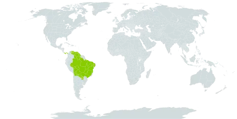 Agonandra brasiliensis subsp. brasiliensis world distribution map, present in Bolivia (Plurinational State of), Brazil, Guyana, Panama, Paraguay, and Venezuela (Bolivarian Republic of)