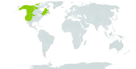 Agoseris aurantiaca world distribution map, present in Canada and United States of America