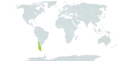 Agoseris coronopifolia (d'urv.) world distribution map, present in Argentina, Chile, Falkland Islands (Malvinas), and Uruguay