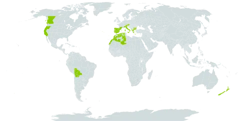 Agrostis castellana world distribution map, present in Albania, Austria, Bulgaria, Bolivia (Plurinational State of), Canada, Algeria, Spain, France, Greece, Italy, Morocco, New Zealand, Portugal, Turks and Caicos Islands, and United States of America