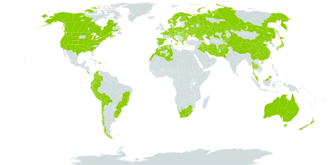 Agrostis gigantea world distribution map, present in Afghanistan, Åland Islands, Albania, Australia, Austria, Bulgaria, Belarus, Bolivia (Plurinational State of), Brazil, Canada, Switzerland, Chile, China, Colombia, Costa Rica, Czech Republic, Germany, Denmark, Algeria, Ecuador, Spain, Finland, France, Micronesia (Federated States of), United Kingdom of Great Britain and Northern Ireland, Georgia, Greece, Haiti, Hungary, Ireland, Iran (Islamic Republic of), Iraq, Italy, Jamaica, Japan, Kazakhstan, Kyrgyzstan, Lesotho, Morocco, Montenegro, Malaysia, Norfolk Island, Netherlands, Norway, Nepal, New Zealand, Pakistan, Peru, Poland, Korea (Democratic People's Republic of), Romania, Russian Federation, Sweden, Turks and Caicos Islands, Thailand, Ukraine, Uruguay, United States of America, and South Africa