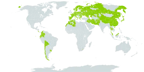 Agrostis gigantea subsp. gigantea world distribution map, present in Afghanistan, Åland Islands, Albania, Austria, Bulgaria, Belarus, Bolivia (Plurinational State of), Switzerland, Chile, China, Colombia, Costa Rica, Czech Republic, Germany, Denmark, Algeria, Ecuador, Spain, Finland, France, Micronesia (Federated States of), Georgia, Greece, Hungary, Ireland, Iran (Islamic Republic of), Iraq, Italy, Japan, Kazakhstan, Kyrgyzstan, Lesotho, Morocco, Montenegro, Malaysia, Norfolk Island, Netherlands, Norway, Nepal, Pakistan, Poland, Korea (Democratic People's Republic of), Romania, Russian Federation, Sweden, Turks and Caicos Islands, Thailand, Ukraine, and Uruguay