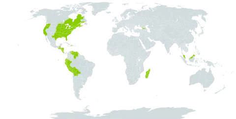 Agrostis perennans world distribution map, present in Åland Islands, Bolivia (Plurinational State of), Canada, Costa Rica, Dominica, Ecuador, Micronesia (Federated States of), Georgia, Guatemala, Honduras, Haiti, Madagascar, Malaysia, Nicaragua, Peru, United States of America, and Venezuela (Bolivarian Republic of)