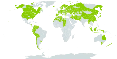 Agrostis stolonifera world distribution map, present in Afghanistan, Åland Islands, Albania, Australia, Austria, Bulgaria, Belarus, Bolivia (Plurinational State of), Canada, Switzerland, Chile, China, Colombia, Costa Rica, Cyprus, Czech Republic, Germany, Denmark, Algeria, Ecuador, Spain, Finland, Falkland Islands (Malvinas), France, Micronesia (Federated States of), United Kingdom of Great Britain and Northern Ireland, Georgia, Greece, Hungary, Indonesia, Ireland, Iran (Islamic Republic of), Iraq, Iceland, Italy, Jamaica, Japan, Kazakhstan, Libya, Morocco, Myanmar, Montenegro, Malaysia, Nicaragua, Netherlands, Norway, Nepal, New Zealand, Pakistan, Peru, Palau, Poland, Korea (Democratic People's Republic of), Portugal, Réunion, Romania, Russian Federation, Singapore, Sweden, Turks and Caicos Islands, Chad, Turkmenistan, Tunisia, Taiwan, Province of China, Ukraine, Uruguay, United States of America, and Venezuela (Bolivarian Republic of)