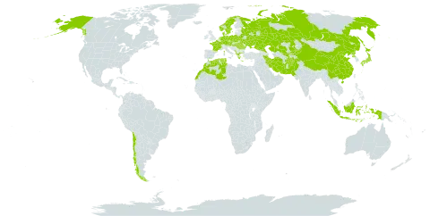 Agrostis vinealis world distribution map, present in Afghanistan, Albania, Austria, Belarus, Chile, China, Czech Republic, Germany, Denmark, Algeria, France, Greece, Hungary, Indonesia, Iran (Islamic Republic of), Japan, Kazakhstan, Kyrgyzstan, Morocco, Montenegro, Netherlands, Norway, Pakistan, Poland, Korea (Democratic People's Republic of), Romania, Russian Federation, Sweden, Turks and Caicos Islands, Tunisia, Ukraine, United States of America, and Uzbekistan