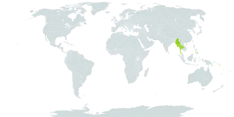 Agrostophyllum stipulatum world distribution map, present in Myanmar, Philippines, Solomon Islands, and Thailand