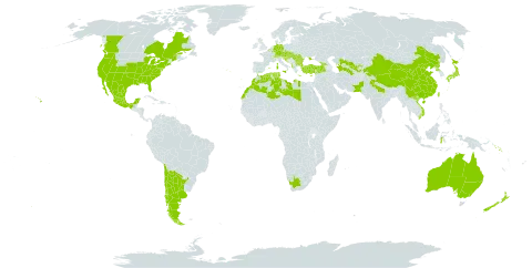 Ailanthus altissima world distribution map, present in Albania, Andorra, Argentina, Australia, Austria, Belgium, Bulgaria, Bosnia and Herzegovina, Canada, Switzerland, Chile, China, Cyprus, Czech Republic, Germany, Algeria, Spain, France, United Kingdom of Great Britain and Northern Ireland, Georgia, Gibraltar, Greece, Croatia, Hungary, Indonesia, India, Italy, Japan, Libya, Liechtenstein, Luxembourg, Morocco, Mexico, New Zealand, Pakistan, Korea (Democratic People's Republic of), Portugal, Romania, Solomon Islands, Slovakia, Slovenia, Tajikistan, Turkmenistan, Tunisia, Turkey, Taiwan, Province of China, Ukraine, United States of America, Uzbekistan, Viet Nam, and South Africa