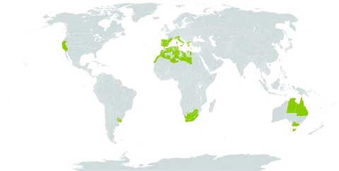 Aira cupaniana world distribution map, present in Australia, Algeria, Spain, France, Greece, Italy, Libya, Lesotho, Morocco, Norfolk Island, Portugal, Tunisia, Uruguay, United States of America, and South Africa