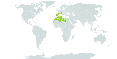 Aira tenorei world distribution map, present in Algeria, Spain, France, Italy, Libya, Morocco, and Tunisia