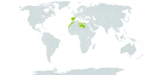 Aira uniaristata world distribution map, present in Spain, Libya, Morocco, and Portugal