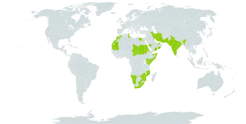 Aizoon canariense world distribution map, present in United Arab Emirates, Bahrain, Cabo Verde, Egypt, Eritrea, Spain, India, Iran (Islamic Republic of), Israel, Kenya, Kuwait, Sri Lanka, Morocco, Mozambique, Mauritania, Namibia, Oman, Pakistan, Portugal, Qatar, Saudi Arabia, Sudan, Somalia, eSwatini, Chad, Tunisia, Yemen, South Africa, and Zimbabwe