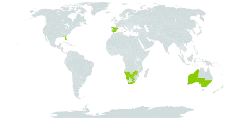 Aizoon secundum world distribution map, present in Australia, Botswana, Spain, Israel, Namibia, United States of America, South Africa, and Zimbabwe