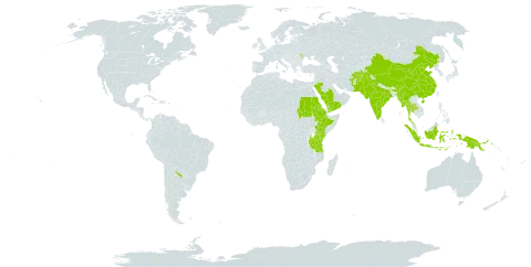 Ajuga integrifolia world distribution map, present in Afghanistan, Argentina, China, Eritrea, Ethiopia, Indonesia, India, Kenya, Moldova (Republic of), Myanmar, Nepal, Pakistan, Philippines, Papua New Guinea, Saudi Arabia, Sudan, Thailand, Tanzania, United Republic of, Uganda, and Yemen