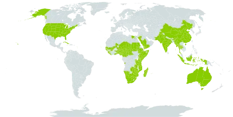 Alantsilodendron pilosum world distribution map, present in Angola, Australia, Burundi, Benin, Botswana, Central African Republic, China, Cameroon, Comoros, Cabo Verde, Cuba, Egypt, Ethiopia, Ghana, Guinea, Guadeloupe, Guinea-Bissau, Indonesia, India, Kenya, Liberia, Sri Lanka, Madagascar, Mali, Myanmar, Mozambique, Martinique, Mauritius, Malawi, Namibia, Niger, Nigeria, Pakistan, Réunion, Rwanda, Saudi Arabia, Sudan, Senegal, Sierra Leone, Somalia, Chad, Togo, Thailand, Timor-Leste, Tanzania, United Republic of, Uganda, United States of America, Yemen, South Africa, Zambia, and Zimbabwe