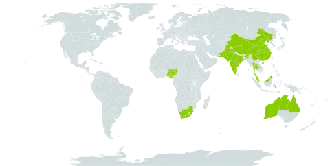 Albidella oligococca world distribution map, present in Australia, China, Indonesia, India, Malaysia, Nigeria, Pakistan, Thailand, Timor-Leste, and South Africa