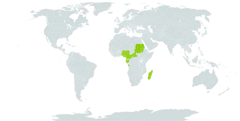 Albizia adianthifolia var. intermedia world distribution map, present in Angola, Central African Republic, Cameroon, Gabon, Equatorial Guinea, Madagascar, Nigeria, and Sudan