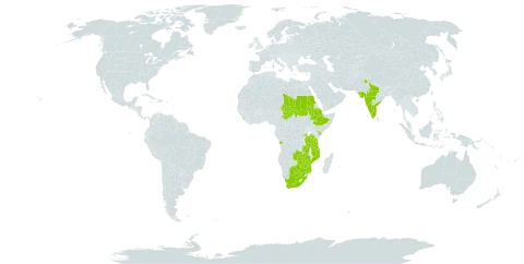 Albizia amara world distribution map, present in Angola, Botswana, Ethiopia, India, Kenya, Sri Lanka, Mozambique, Malawi, Rwanda, Sudan, Chad, Tanzania, United Republic of, South Africa, Zambia, and Zimbabwe