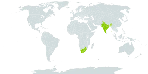 Albizia amara world distribution map, present in India and South Africa