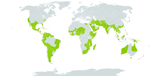 Albizia lebbeck world distribution map, present in Afghanistan, Angola, Argentina, American Samoa, Australia, Benin, Bonaire, Sint Eustatius and Saba, Bangladesh, Bahamas, Belize, Bermuda, Bolivia (Plurinational State of), Brazil, Bhutan, China, Côte d'Ivoire, Colombia, Comoros, Cuba, Djibouti, Egypt, Ethiopia, Fiji, Ghana, Guinea-Bissau, Equatorial Guinea, Guatemala, French Guiana, Guyana, Indonesia, India, Iran (Islamic Republic of), Iraq, Jamaica, Kenya, Cambodia, Lao People's Democratic Republic, Liberia, Sri Lanka, Madagascar, Maldives, Mexico, Marshall Islands, Mali, Myanmar, Northern Mariana Islands, Mozambique, Mauritius, Malawi, Malaysia, Mayotte, Niger, Nigeria, Nicaragua, Nepal, New Zealand, Oman, Pakistan, Panama, Peru, Philippines, Papua New Guinea, Puerto Rico, Paraguay, Réunion, Saudi Arabia, Senegal, Singapore, Sierra Leone, El Salvador, Somalia, Suriname, Seychelles, Chad, Togo, Thailand, Taiwan, Province of China, Tanzania, United Republic of, Uganda, United States of America, Venezuela (Bolivarian Republic of), Viet Nam, Yemen, South Africa, Zambia, and Zimbabwe