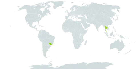 Albizia lebbekioides world distribution map, present in Brazil and Thailand