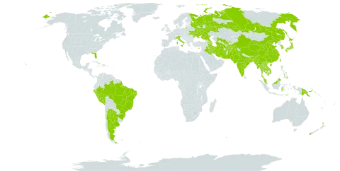 Albizia lebbekoides world distribution map, present in Afghanistan, Argentina, Armenia, Azerbaijan, Bangladesh, Brazil, Bhutan, China, Cyprus, Indonesia, India, Iran (Islamic Republic of), Iraq, Italy, Jamaica, Japan, Cambodia, Korea (Republic of), Lao People's Democratic Republic, Moldova (Republic of), Myanmar, Mauritius, Malaysia, Nepal, New Zealand, Pakistan, Peru, Philippines, Papua New Guinea, Russian Federation, Thailand, Tajikistan, Turkmenistan, Timor-Leste, Taiwan, Province of China, Ukraine, Uruguay, United States of America, Uzbekistan, and Viet Nam