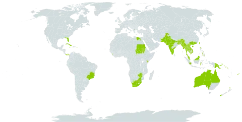 Albizia procera world distribution map, present in Australia, Bangladesh, Brazil, Bhutan, China, Cuba, Egypt, Fiji, Hong Kong, Indonesia, India, Jamaica, Kenya, Cambodia, Lao People's Democratic Republic, Sri Lanka, Myanmar, Mauritius, Malaysia, Nepal, New Zealand, Pakistan, Panama, Philippines, Papua New Guinea, Puerto Rico, Sudan, Solomon Islands, Thailand, Taiwan, Province of China, Uganda, United States of America, Viet Nam, South Africa, and Zimbabwe