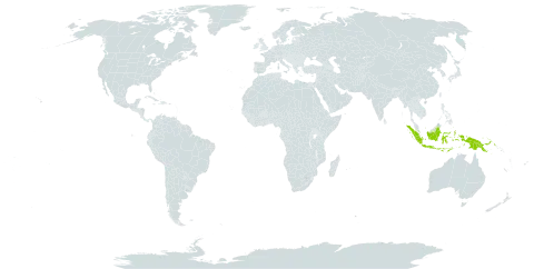 Albizia tomentella world distribution map, present in Indonesia, Papua New Guinea, Timor-Leste, and Uruguay