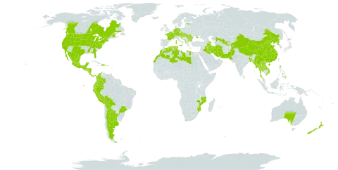 Alcea rosea world distribution map, present in Albania, Argentina, Australia, Austria, Azerbaijan, Bangladesh, Bulgaria, Bosnia and Herzegovina, Bolivia (Plurinational State of), Brazil, Barbados, Bhutan, Canada, Switzerland, China, Colombia, Costa Rica, Czech Republic, Germany, Dominican Republic, Algeria, Ecuador, Spain, Estonia, France, United Kingdom of Great Britain and Northern Ireland, Greece, Guatemala, Honduras, Croatia, Haiti, Hungary, India, Iran (Islamic Republic of), Iraq, Italy, Lao People's Democratic Republic, Libya, Morocco, Mexico, North Macedonia, Malta, Myanmar, Montenegro, Mozambique, Mauritius, Nicaragua, Nepal, New Zealand, Pakistan, Panama, Peru, Philippines, Puerto Rico, Korea (Democratic People's Republic of), Portugal, Réunion, Romania, El Salvador, Serbia, Slovakia, Slovenia, Thailand, Tajikistan, Trinidad and Tobago, Tunisia, Ukraine, United States of America, Uzbekistan, and Viet Nam