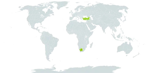 Alchemilla abchasica world distribution map, present in Georgia, Turkey, and South Africa