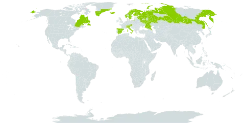 Alchemilla alpina world distribution map, present in Andorra, Austria, Canada, Switzerland, Germany, Spain, Finland, France, United Kingdom of Great Britain and Northern Ireland, Greenland, Iceland, Italy, Liechtenstein, Norway, Russian Federation, Saint Pierre and Miquelon, and Sweden