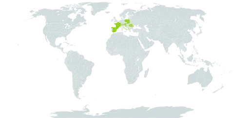 Alchemilla colorata world distribution map, present in Albania, Andorra, Austria, Bosnia and Herzegovina, Switzerland, Spain, France, Croatia, Italy, North Macedonia, Poland, Romania, Serbia, Slovakia, and Slovenia