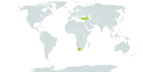 Alchemilla epidasys world distribution map, present in Armenia, Azerbaijan, Georgia, Turkey, and South Africa