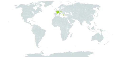 Alchemilla fallax world distribution map, present in Andorra, Austria, Switzerland, France, Greece, Italy, Serbia, and Slovenia