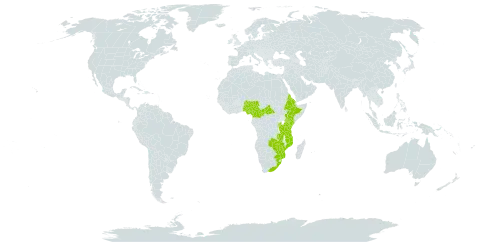 Alchemilla kiwuensis world distribution map, present in Burundi, Central African Republic, Cameroon, Eritrea, Ethiopia, Equatorial Guinea, Kenya, Mozambique, Malawi, Nigeria, Rwanda, Tanzania, United Republic of, Uganda, South Africa, Zambia, and Zimbabwe