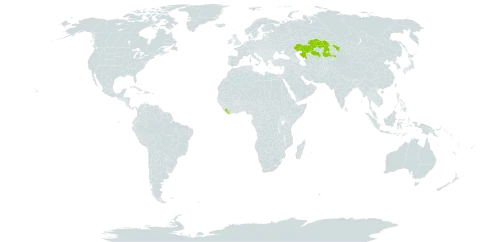 Alchemilla mastodonta world distribution map, present in Kazakhstan and Liberia