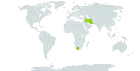 Alchemilla valdehirsuta world distribution map, present in Armenia, Georgia, Iran (Islamic Republic of), Iraq, and South Africa