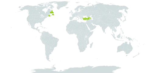 Alchemilla venosa world distribution map, present in Armenia, Azerbaijan, Canada, Georgia, and Turkey