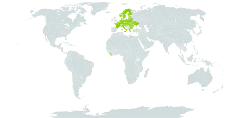 Alchemilla vulgaris world distribution map, present in Austria, Belgium, Bulgaria, Belarus, Switzerland, Czech Republic, Germany, Denmark, Estonia, Finland, France, United Kingdom of Great Britain and Northern Ireland, Greece, Croatia, Hungary, Italy, Liberia, Lithuania, Luxembourg, Latvia, North Macedonia, Montenegro, Netherlands, Norway, Poland, Romania, Serbia, Slovakia, Slovenia, Sweden, and Ukraine