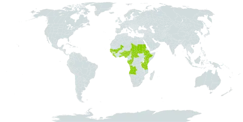 Alchornea cordifolia world distribution map, present in Angola, Benin, Burkina Faso, Central African Republic, Congo, Ethiopia, Gabon, Ghana, Guinea, Gambia, Guinea-Bissau, Kenya, Liberia, Mali, Nigeria, Rwanda, Sudan, Senegal, Sierra Leone, Chad, Togo, Tanzania, United Republic of, and Uganda