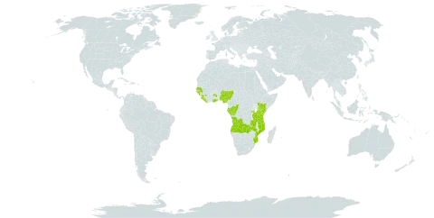 Alchornea hirtella world distribution map, present in Angola, Burkina Faso, Congo, Gabon, Ghana, Guinea, Guinea-Bissau, Kenya, Liberia, Mozambique, Nigeria, Rwanda, Senegal, Sierra Leone, Tanzania, United Republic of, Uganda, and Zambia