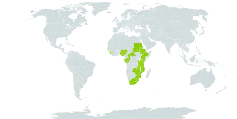 Alchornea laxiflora world distribution map, present in Burkina Faso, Central African Republic, Congo, Ethiopia, Gabon, Guinea, Kenya, Mozambique, Nigeria, Rwanda, Sudan, Sierra Leone, eSwatini, Tanzania, United Republic of, Uganda, South Africa, Zambia, and Zimbabwe