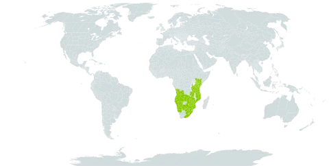 Alectra orobanchoides world distribution map, present in Angola, Botswana, Kenya, Lesotho, Mozambique, Malawi, Namibia, eSwatini, Tanzania, United Republic of, Uganda, South Africa, Zambia, and Zimbabwe