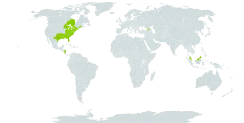 Aletris farinosa world distribution map, present in Åland Islands, Canada, Micronesia (Federated States of), Georgia, Malaysia, Nicaragua, and United States of America