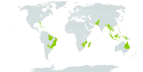 Aleurites moluccanus world distribution map, present in Australia, Bangladesh, Bahamas, Brazil, Cook Islands, Cuba, Cayman Islands, Dominica, Fiji, Haiti, Indonesia, Jamaica, Madagascar, Myanmar, Mozambique, Pakistan, Pitcairn, Philippines, Puerto Rico, Paraguay, Rwanda, eSwatini, Thailand, Tonga, Taiwan, Province of China, United States of America, Viet Nam, Wallis and Futuna, Samoa, and Zimbabwe